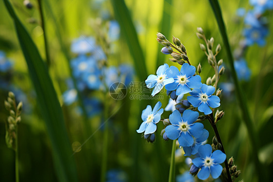 夏季花园中盛开的蓝色花朵图片