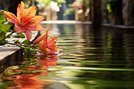 丛林池塘中的美丽花朵图片