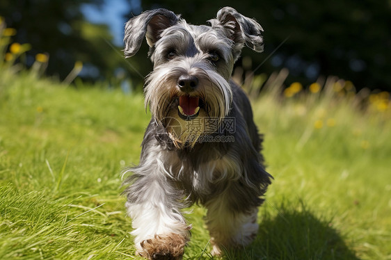 草地上快乐奔跑的狗狗图片