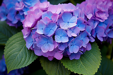 花丛中的紫色绣球花图片