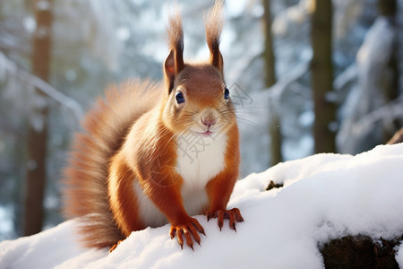 雪地中野生的松鼠图片