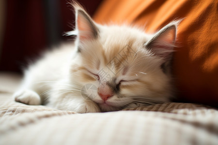 休息睡觉的小猫图片