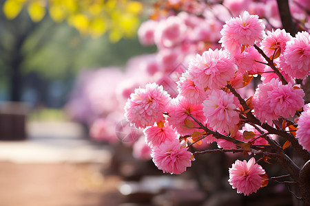 北海道樱花樱花盛开背景