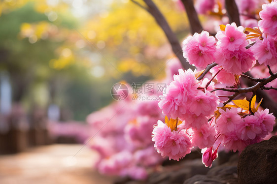 粉色花束下的公园图片