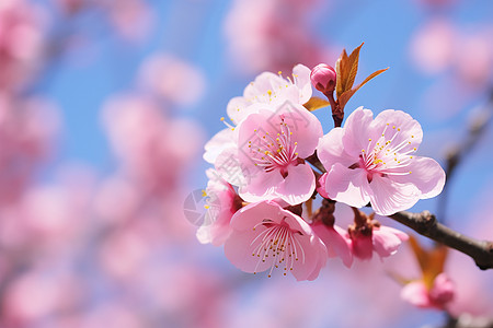 桃花酿盛开的樱花树背景
