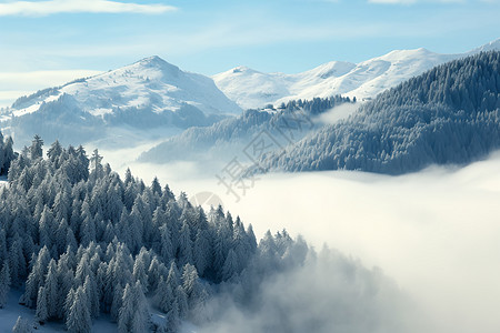 白雪覆盖的森林背景图片