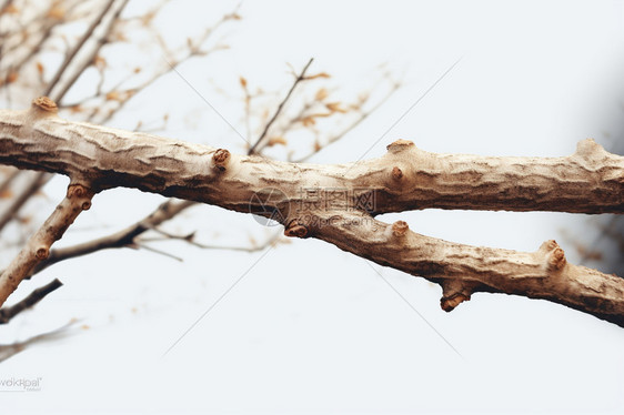 年老的树木树枝图片