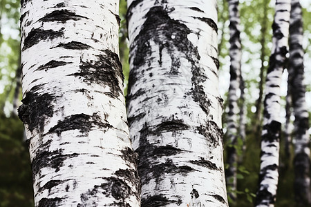 粗糙的白色桦木树皮图片