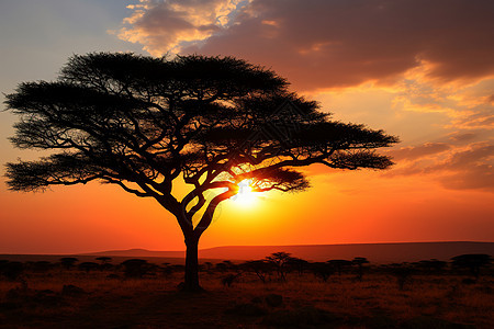 夕阳下辽阔的非洲草原图片