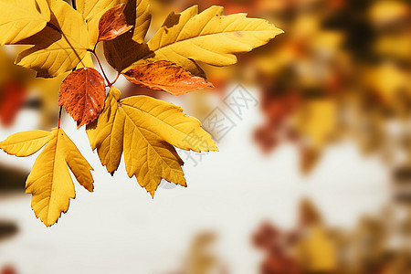 秋季金黄色的树叶图片