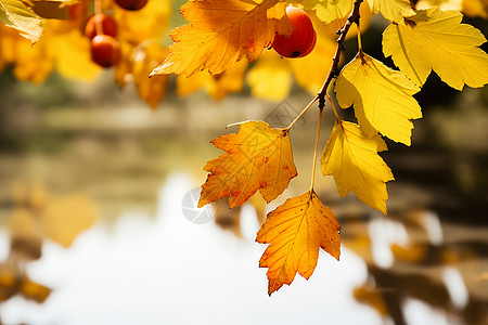 秋季树枝上枯黄的树叶背景图片