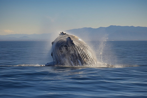 海面上的鲸鱼图片