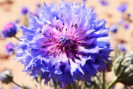 蓝色的植物花朵图片