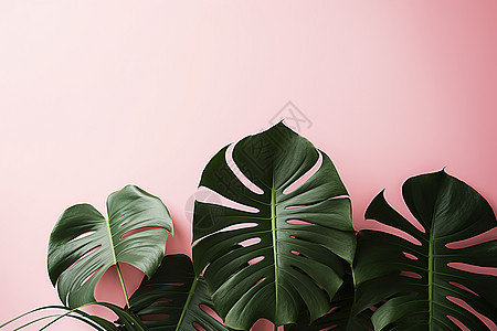 粉色背景前的热带绿叶植物图片