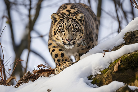 森林雪地中行走的豹子图片