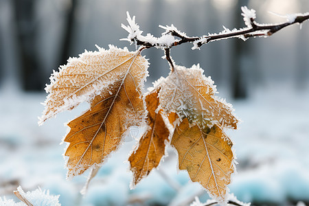 户外树叶上的冰雪图片