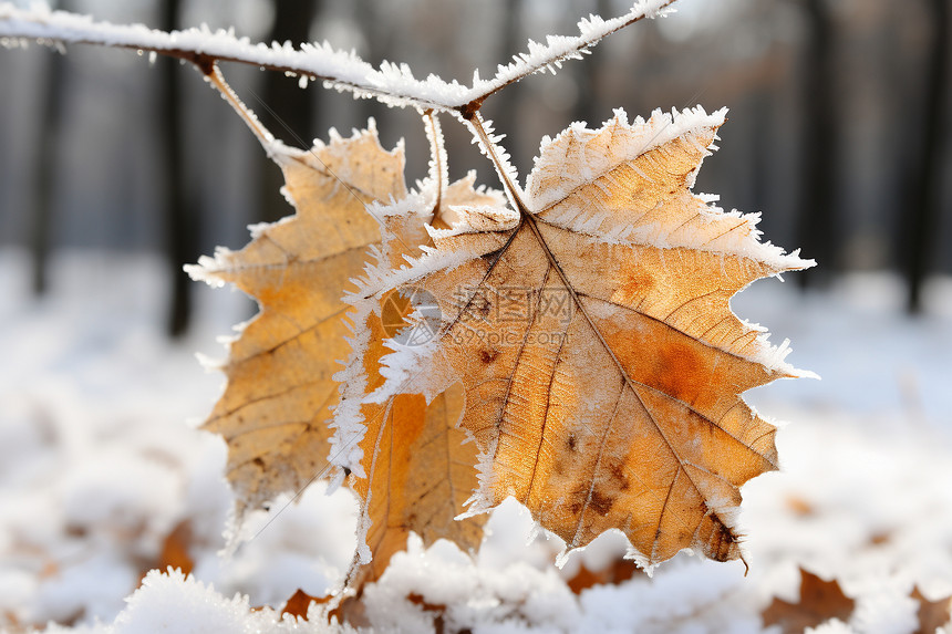 树叶上的冰雪图片