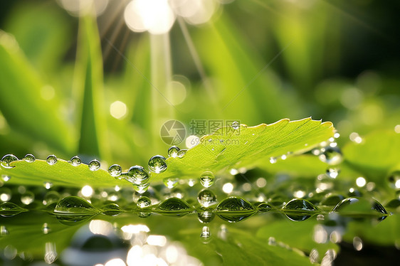 阳光下沾满雨滴的绿叶图片