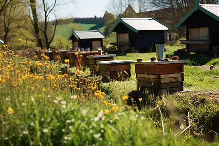秋季草地上的人工养殖蜂箱图片