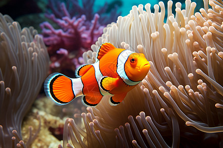 海洋生物小丑鱼美丽的海洋生物背景