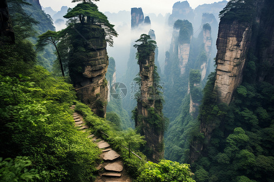 山峰上的植物图片