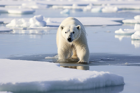 水里的动物北极熊背景图片