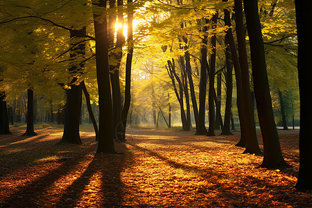 秋日阳光照耀下的树林图片