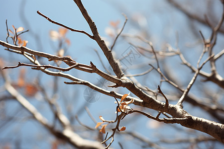 蓝色霜降节气冬季户外的树枝背景