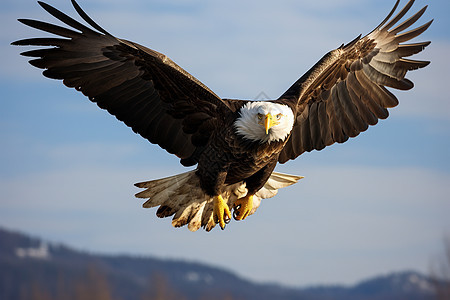 自由翱翔的老鹰图片