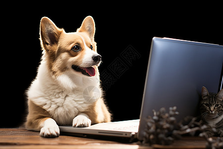 电脑前可爱的柯基犬背景
