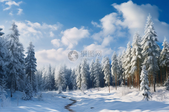 冬季美丽的森林景观图片