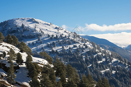 冬季白雪覆盖森林的美丽景观图片