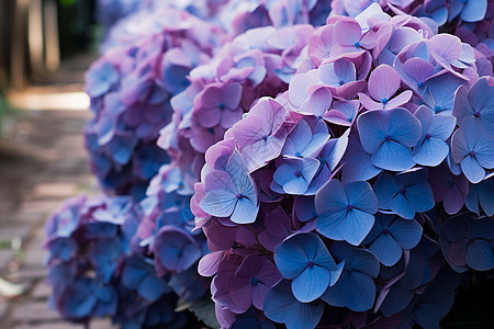紫色花丛中的兰花图片