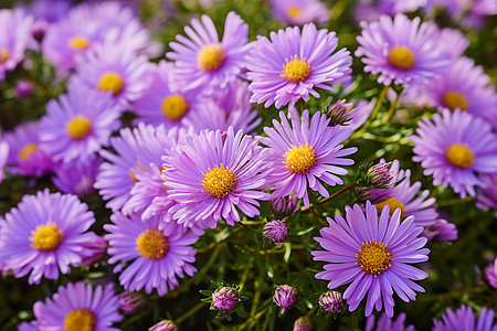 紫色花朵的绽放图片