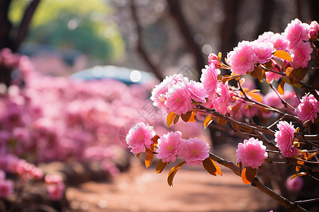花园里一棵樱花树图片