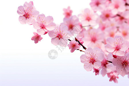树上上的樱花图片