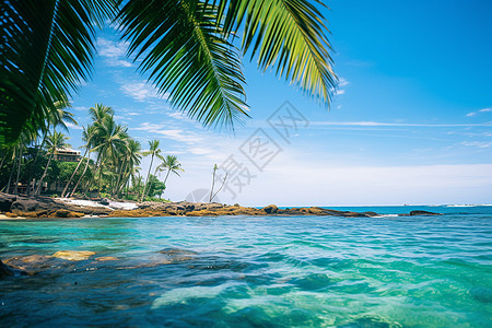 热带海滩下的棕榈树背景图片