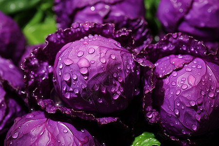 沾满水滴的紫甘蓝图片