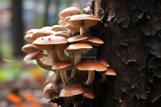 菌类食物的蘑菇图片