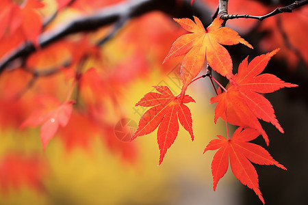 秋季风景中的美丽枫叶背景图片
