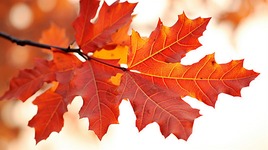 秋意盎然的美丽树叶图片
