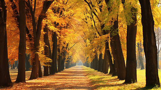 秋日森林的美丽景观图片