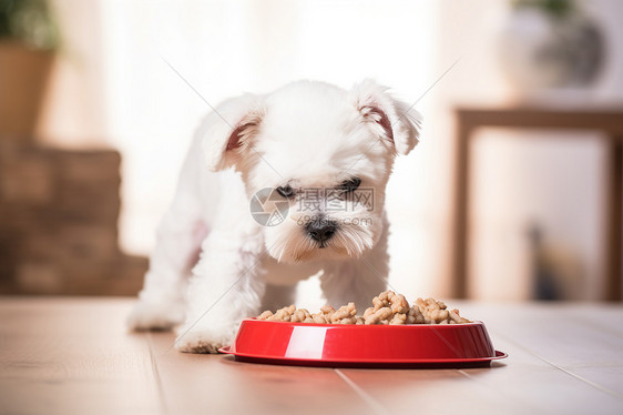 正在进食的可爱比熊犬图片