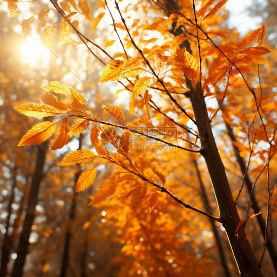 秋季枝头枯黄的树叶图片