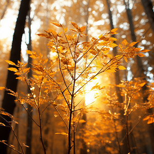 阳光下金黄色的树叶图片