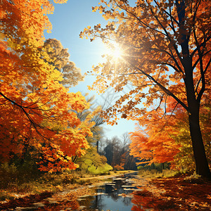 美丽的秋季树林景观图片