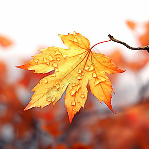 秋季沾满雨滴的枫叶背景图片
