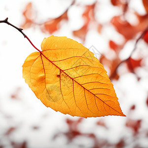 秋季飘落的落叶图片