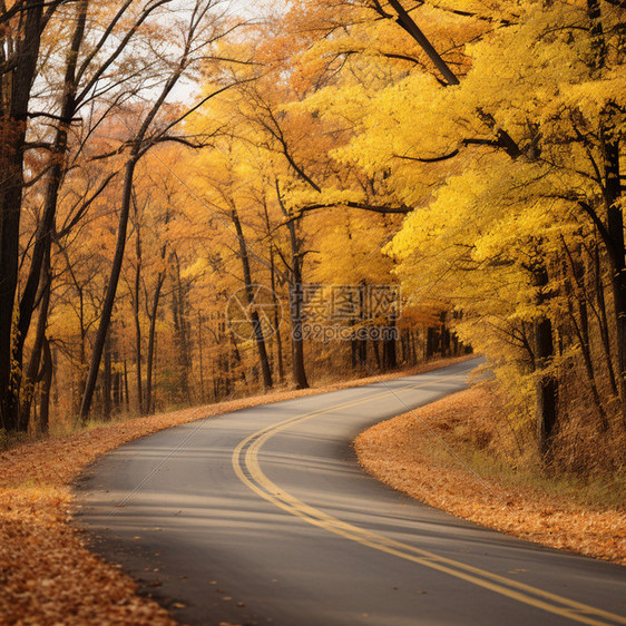 秋季山中公路旁的树林图片