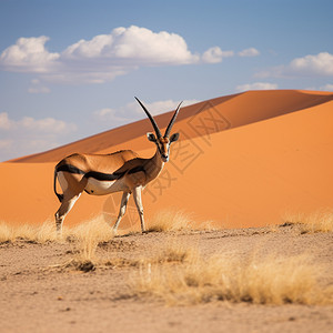 荒漠中警惕的羚羊图片